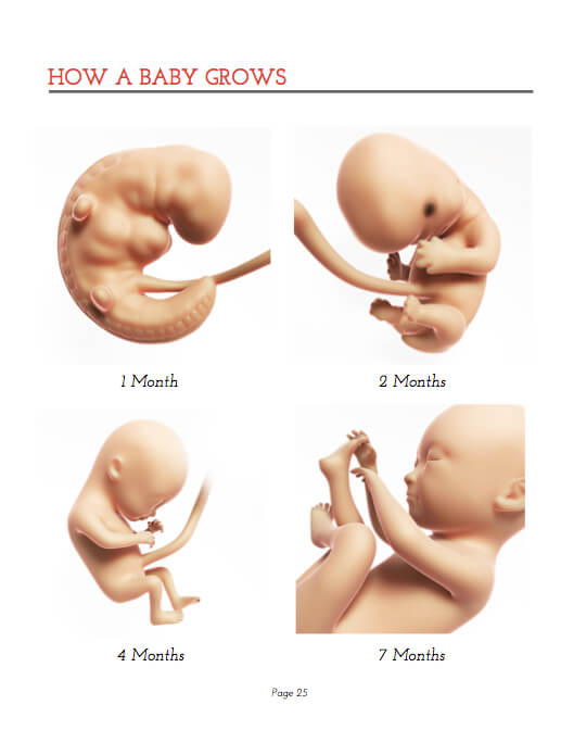 How a Baby Grows 2