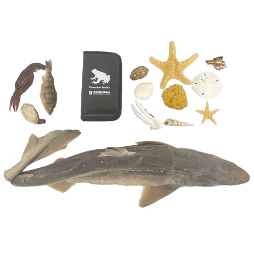 Marine Biology Lab Kit