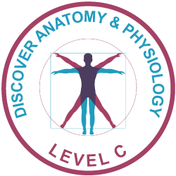 Anatomy & Physiology (High School Course)