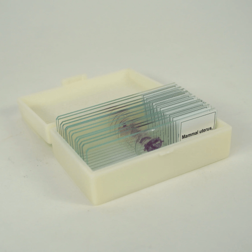 Anatomy & Physiology Prepared Slide Set