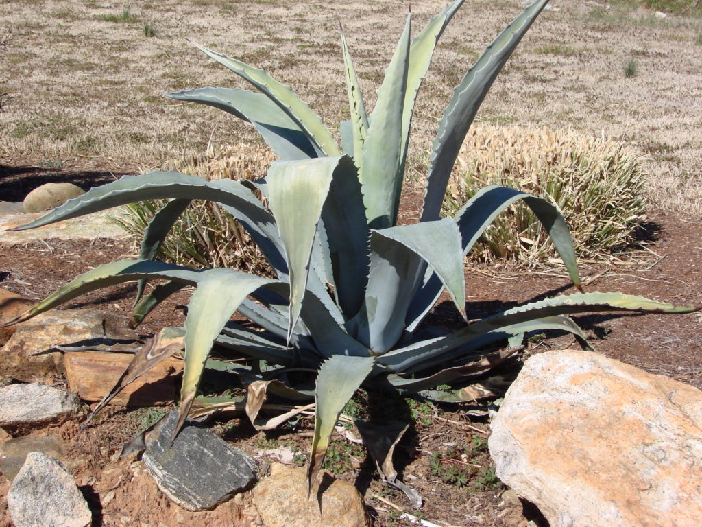 Is Agave Nectar a Healthy Sugar Alternative?