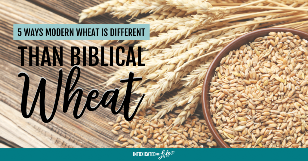 5 Ways Modern Wheat Is Different Than Biblical Wheat FB