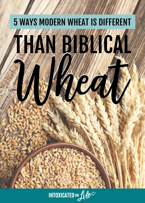 5 Ways Modern Wheat Is Different Than Biblical Wheat