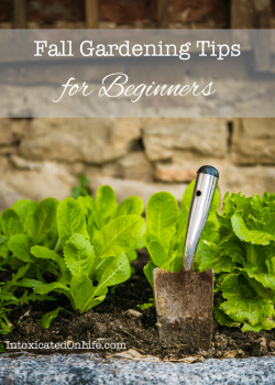 Fall Gardening Tips for Beginners from IntoxicatedOnLife.com - Didn't get a garden in this spring? Give a fall garden a try!