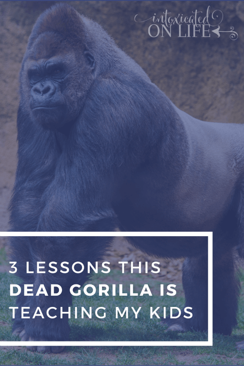 3 lessons this dead gorilla