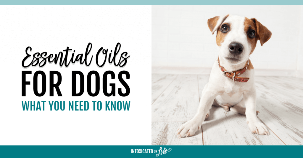 Essential Oils For Dogs What You Need To Know FB