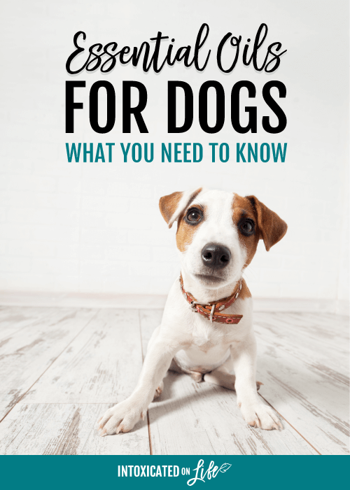 Essential Oils For Dogs What You Need To Know