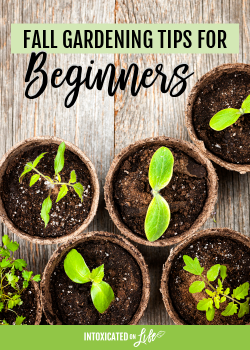 Fall Gardening Tips for Beginners