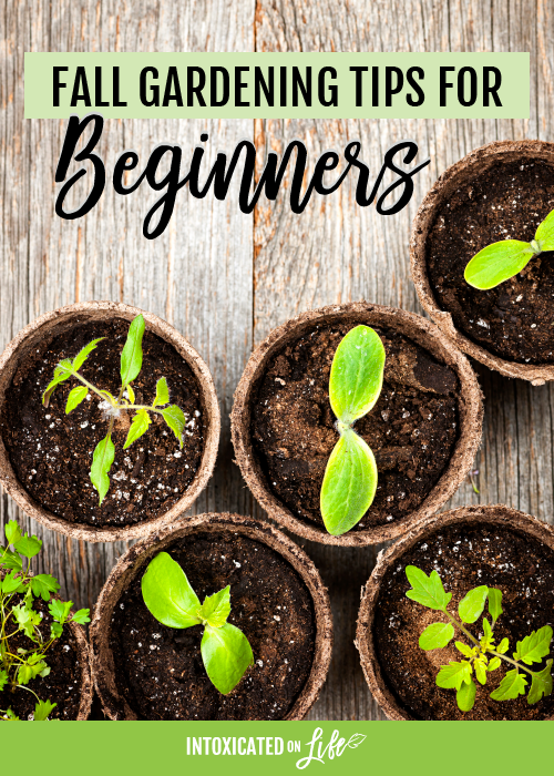 Fall Gardening Tips For Beginners