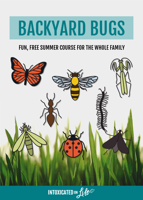 Backyard Bugs Course