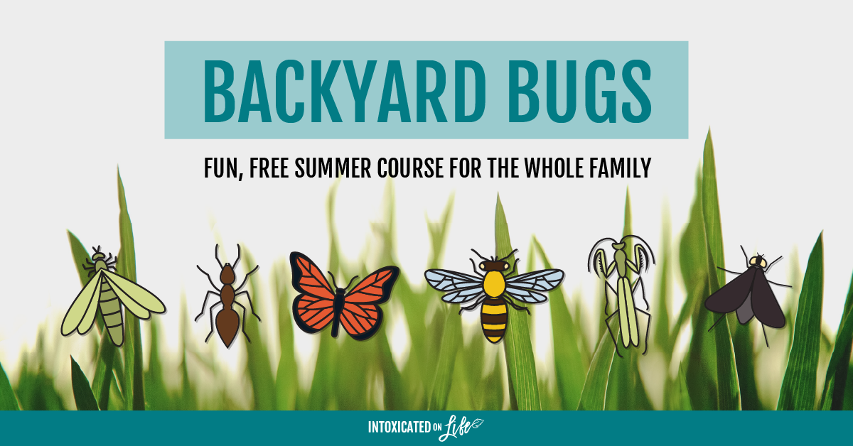 Summer Bug Catching  Family Fun You Can Do