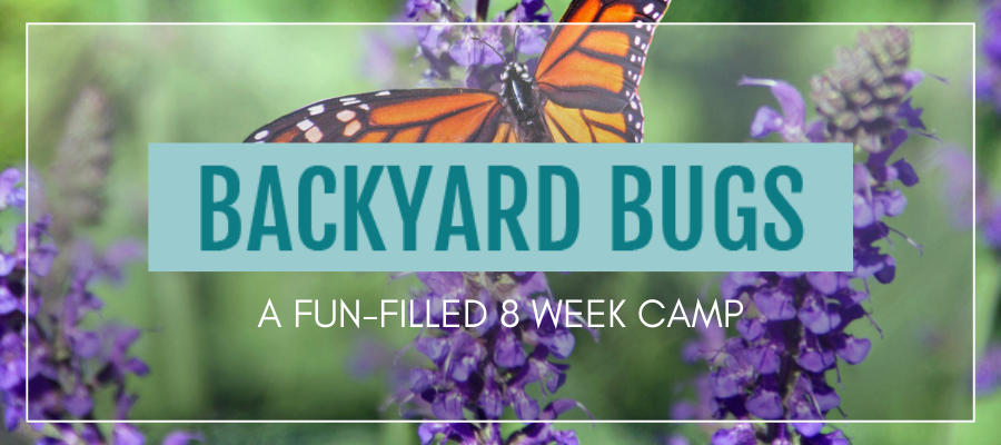 Backyard bugs landscape